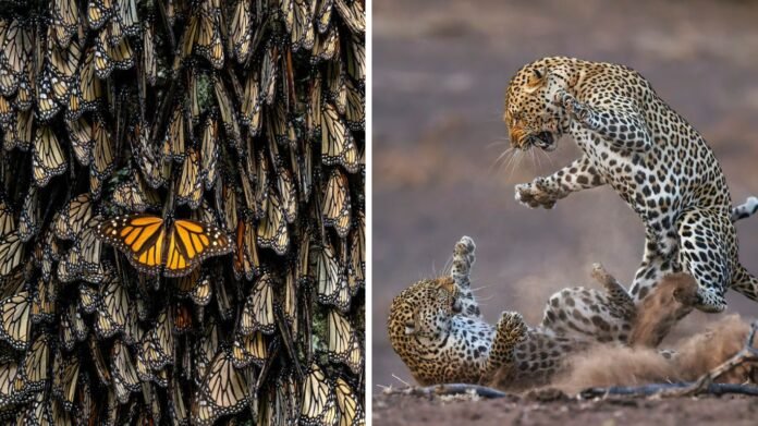 2024 Nature’s Best Photography Competition