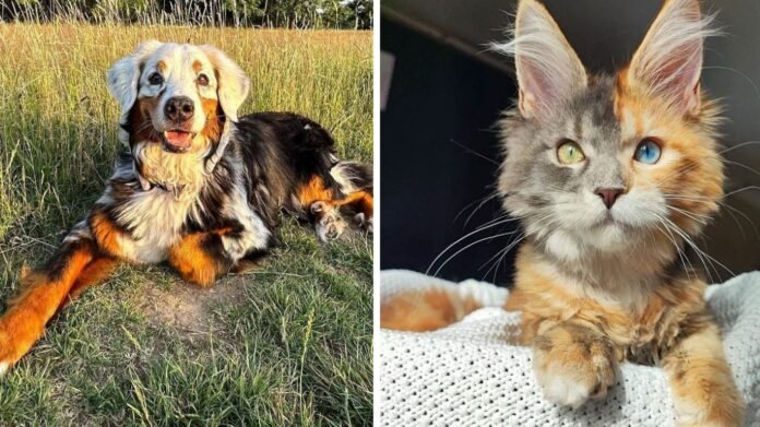 25 Uniquely Cute and Unusual Pets That Will Melt Your Heart