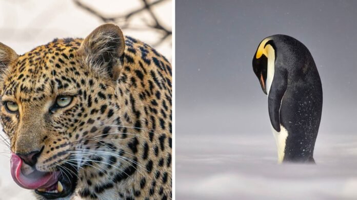 15 Stunning Wildlife Photos That Dominated The 1839 Awards 2024