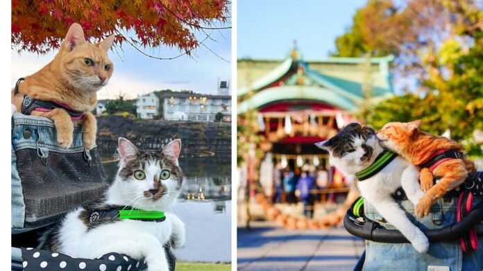 25 Photos of Two Adventurous Cats Exploring Japan with Their Owner