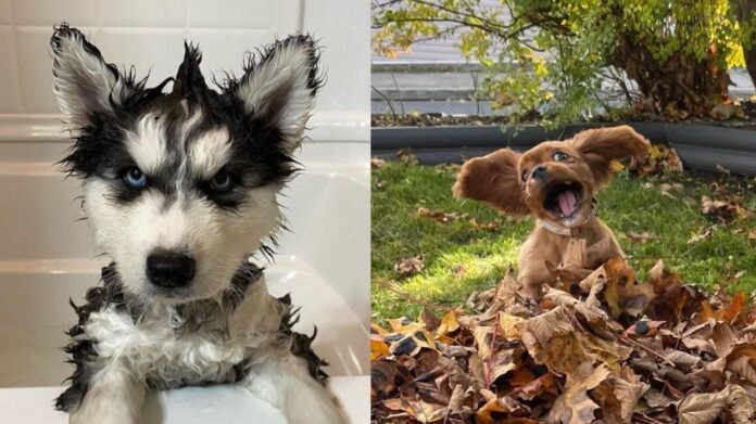 15 Viral Dog Photos That Melted the Internet